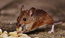 24 Hour & Emergency Exterminators in Lake Worth, FL